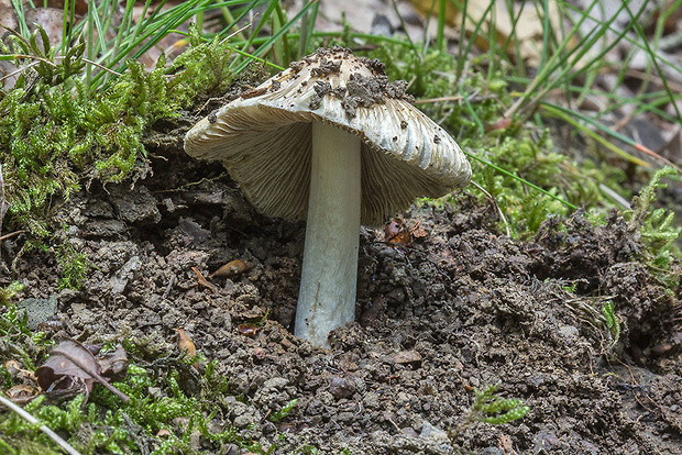 vláknica Inocybe sp.