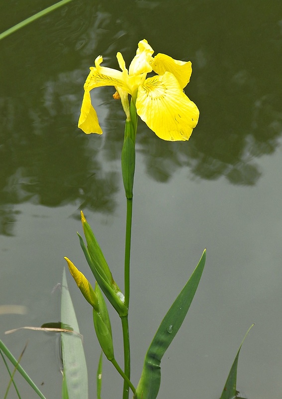 kosatec žltý Iris pseudacorus L.