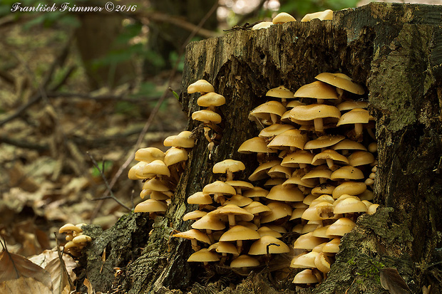 šupinačka menlivá Kuehneromyces mutabilis (Schaeff.) Singer & A.H. Sm.