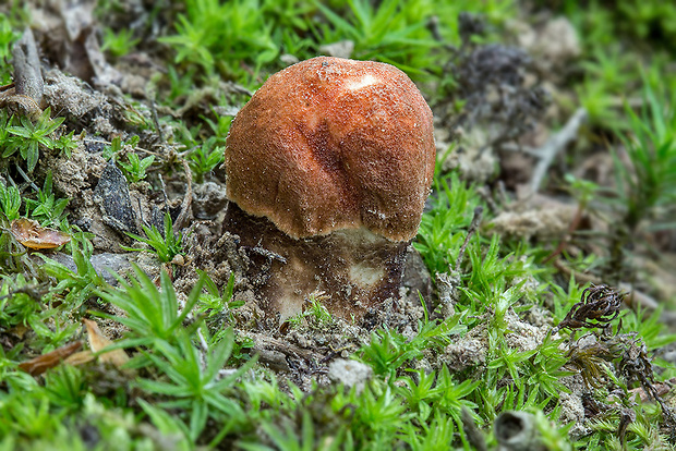 kozák dubový Leccinum aurantiacum (Bull.) Gray