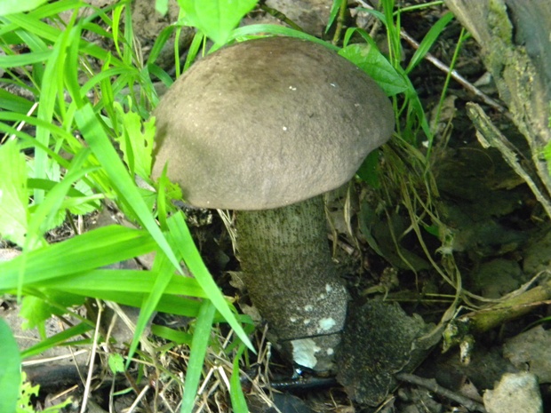 kozák topoľový f.robustná Leccinum duriusculum f. robustum Lannoy & Estadès