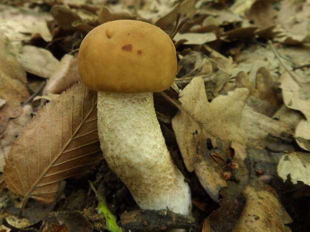 kozák hrabový Leccinum pseudoscabrum (Kallenb.) Šutara