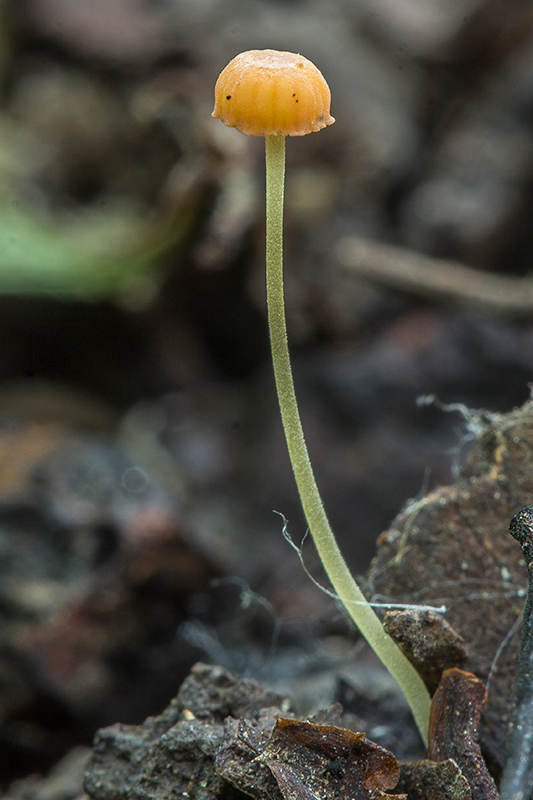 prilbička ihličková Mycena acicula (Schaeff.) P. Kumm.