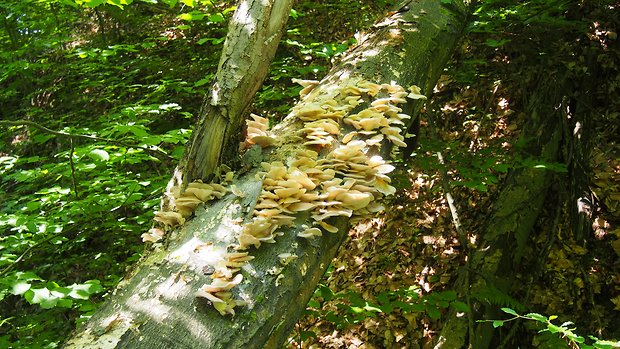 hliva buková Pleurotus pulmonarius (Fr.) Quél.