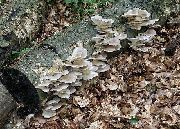 hliva buková Pleurotus pulmonarius (Fr.) Quél.