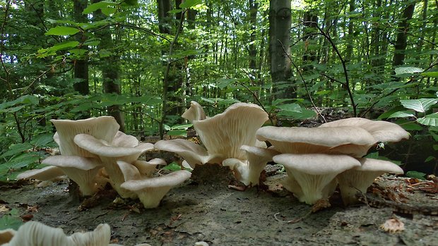 hliva buková Pleurotus pulmonarius (Fr.) Quél.