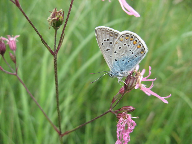 modráčik obyčajný. Polyommatus icarus