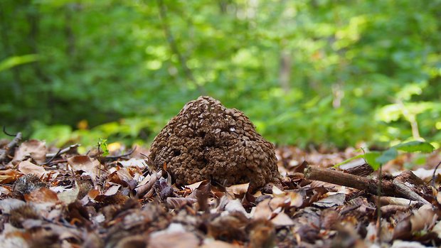 trúdnik klobúčkatý Polyporus umbellatus (Pers.) Fr.