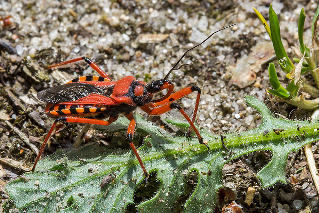 zákernica červená   Rhynocoris iracundus