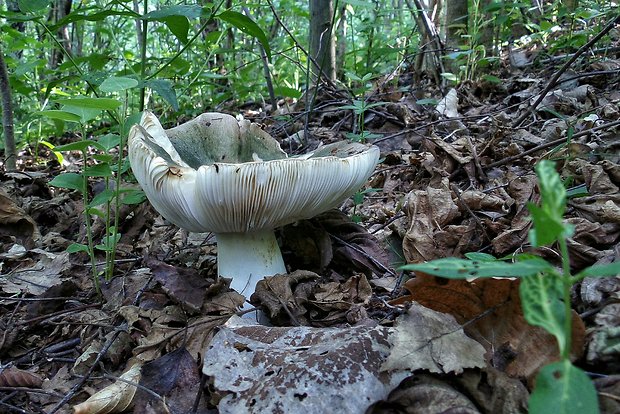 plávka Russula sp.