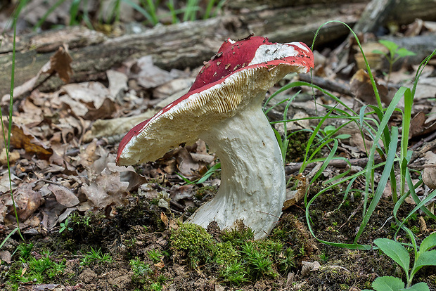 plávka Russula sp.