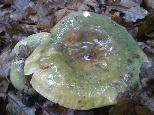 plávka Russula sp.