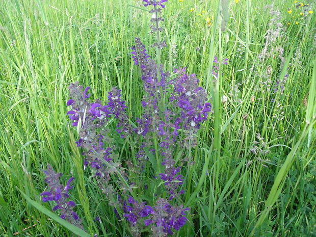 šalvia lúčna Salvia pratensis L.