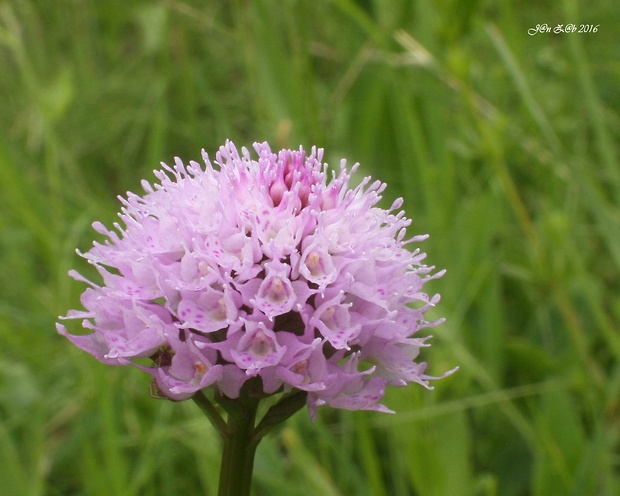 pavstavač hlavatý Traunsteinera globosa (L.) Reichenb.