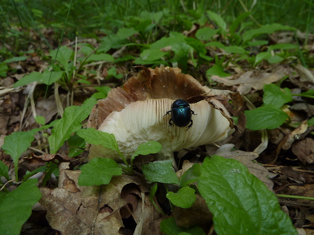 lajniak Trypocopris vernalis