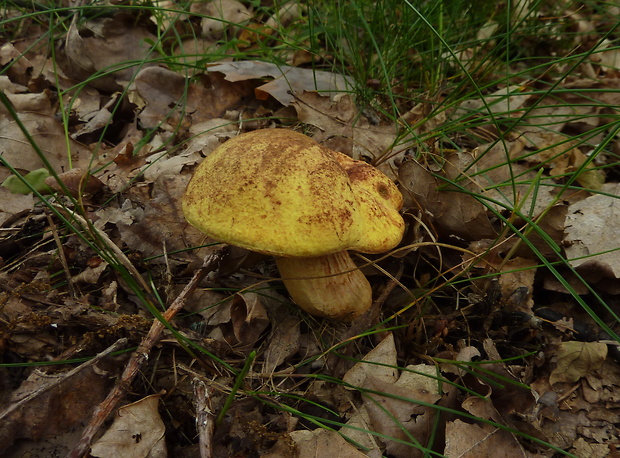 suchohríb plstnatý "odfarbený" Xerocomus subtomentosus