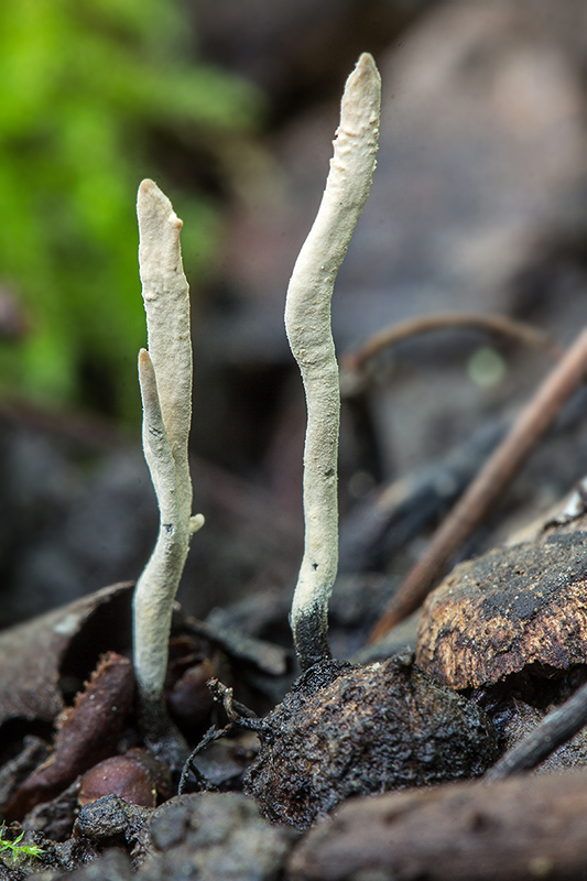 drevnatec hlohový Xylaria oxyacanthae Tul. et C. Tul