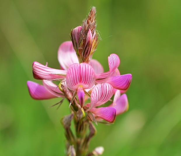 vičenec vikolistý Onobrychis viciifolia Scop.