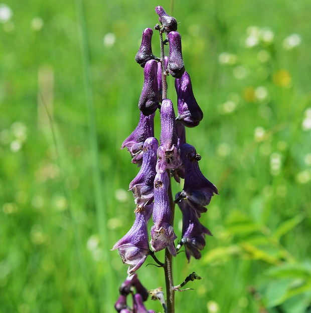 prilbica moldavská Aconitum moldavicum Hacq. ex Rchb.