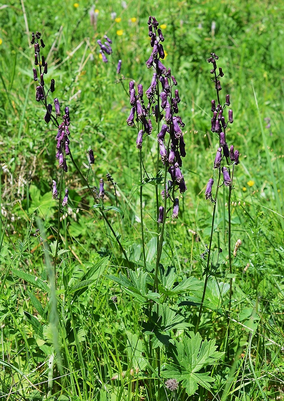 prilbica moldavská Aconitum moldavicum Hacq. ex Rchb.