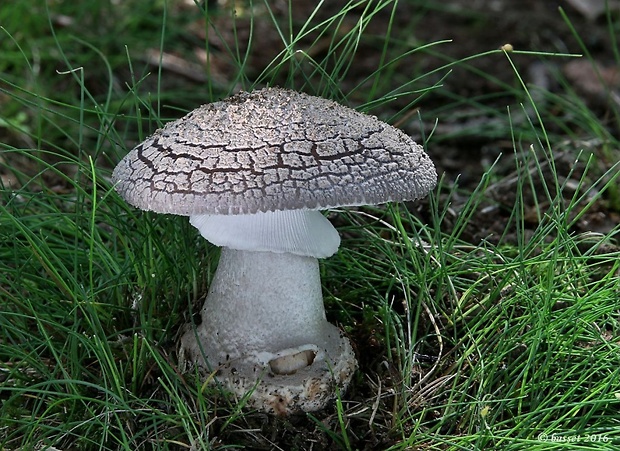 muchotrávka hrubá Amanita excelsa (Fr.) Bertill.