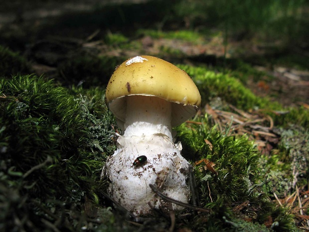 muchotrávka slamovožltá Amanita gemmata (Fr.) Bertill.