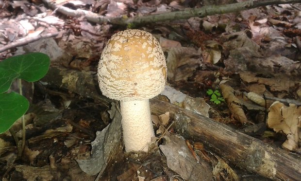 muchotrávka červenkastá Amanita rubescens Pers.