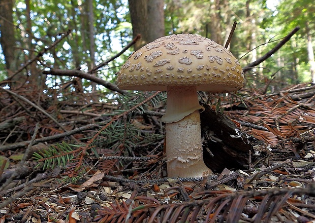 muchotrávka červenkastá Amanita rubescens Pers.