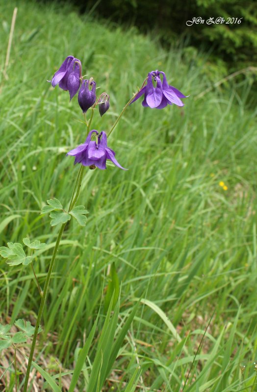 orlíček obyčajný Aquilegia vulgaris L.