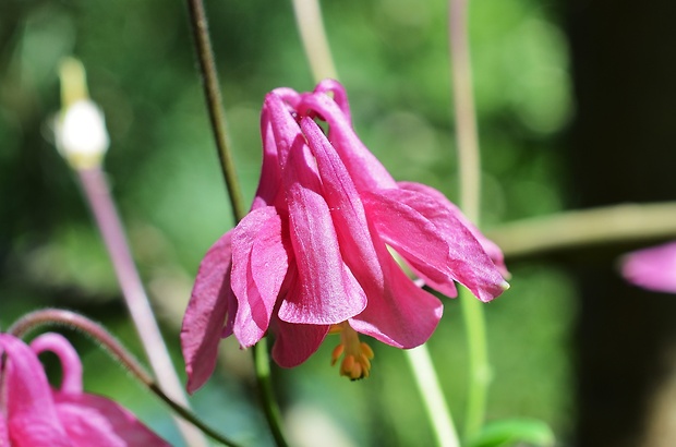 orlíček obyčajný Aquilegia vulgaris L.