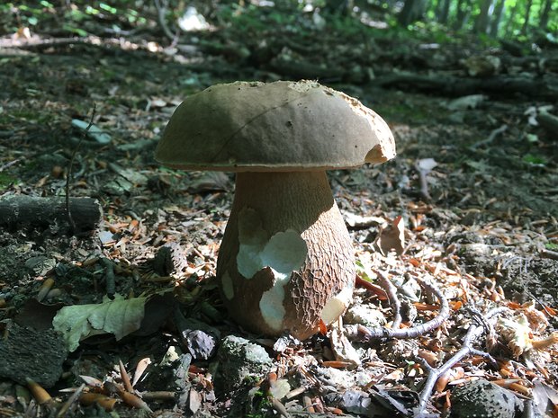 hríb bronzový Boletus aereus Bull. ex Fr.