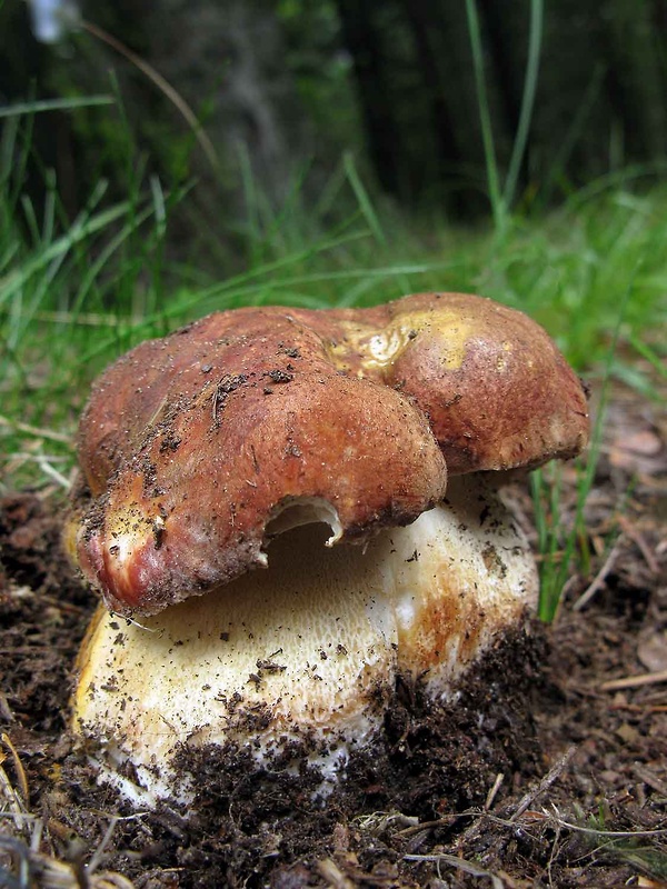 hríb sosnový Boletus pinophilus Pil. et Dermek in Pil.