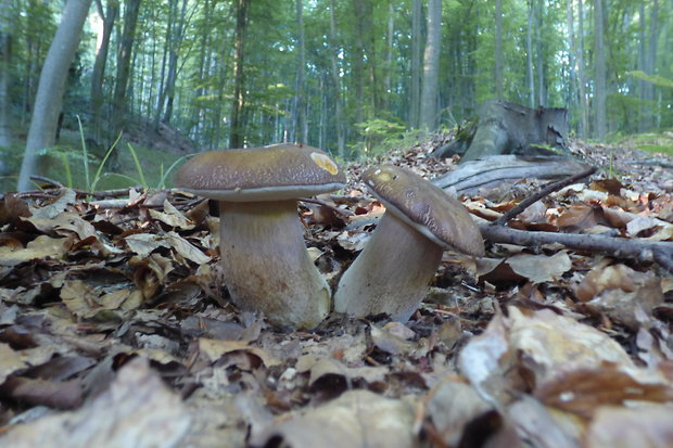 hríb dubový Boletus reticulatus Schaeff.