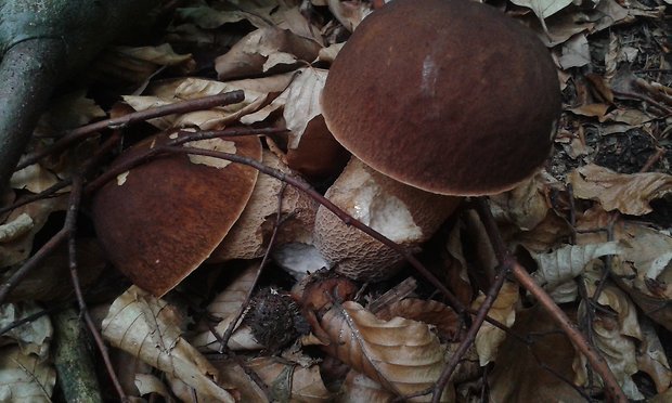 hríb dubový Boletus reticulatus Schaeff.