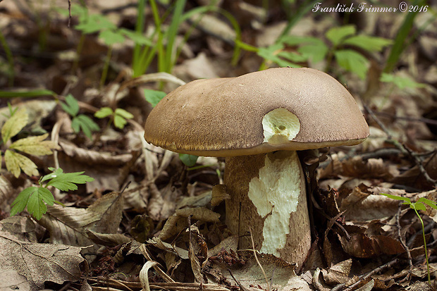 hríb dubový Boletus reticulatus Schaeff.