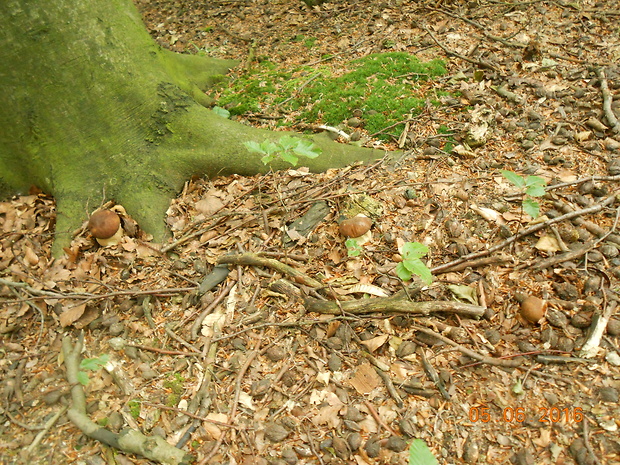 hríb dubový Boletus reticulatus Schaeff.