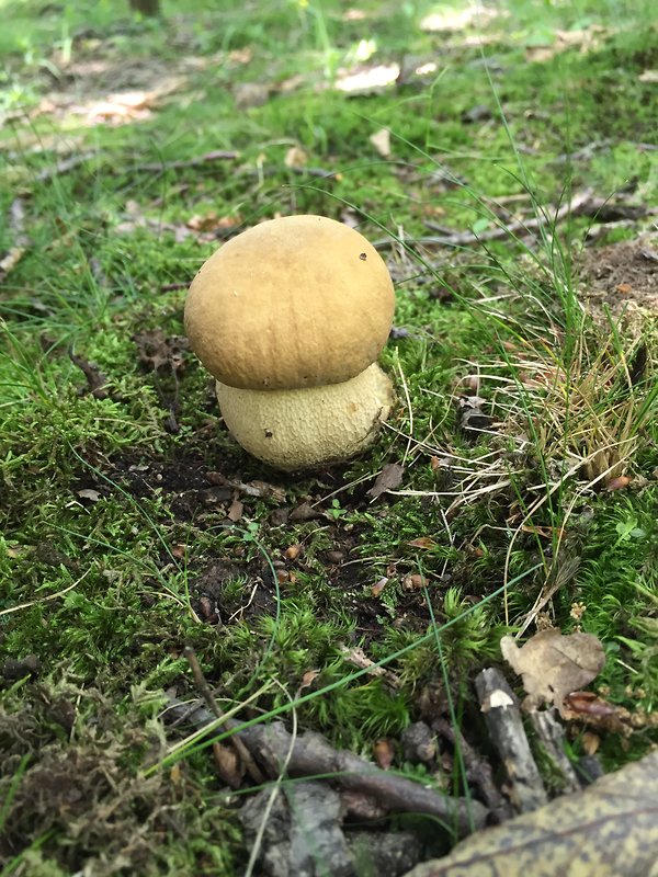 hríb dubový Boletus reticulatus Schaeff.