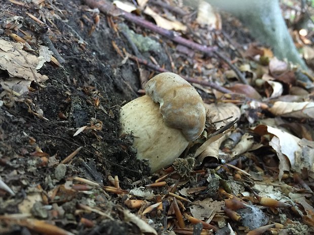 hríb dubový Boletus reticulatus Schaeff.