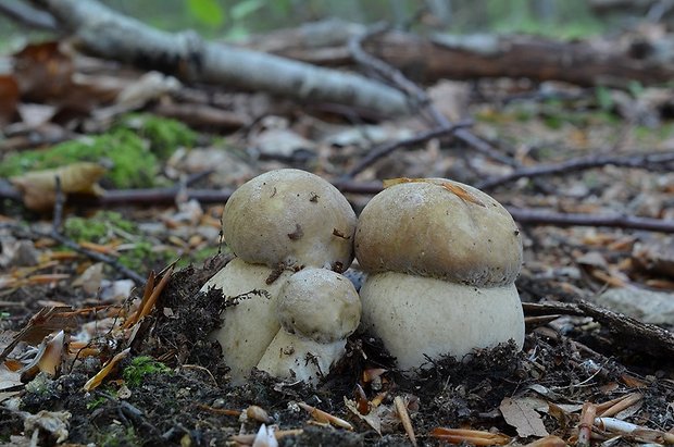 hríb dubový Boletus reticulatus Schaeff.