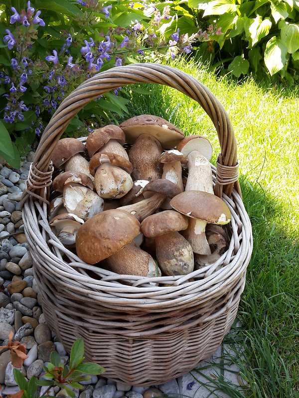 hríb dubový Boletus reticulatus Schaeff.