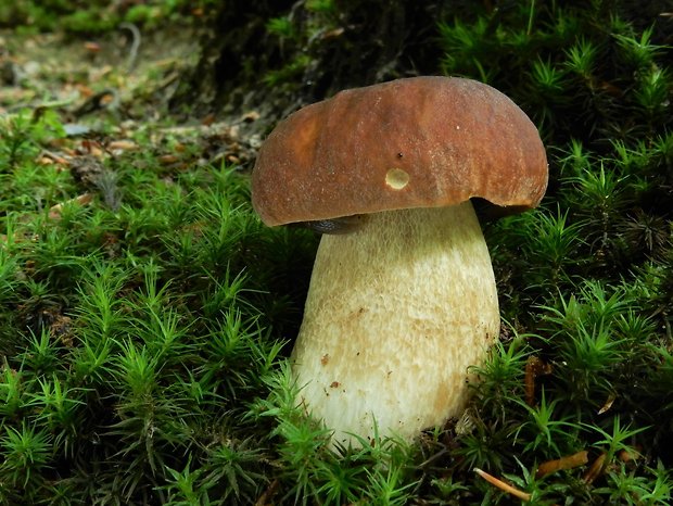 hríb dubový Boletus reticulatus Schaeff.