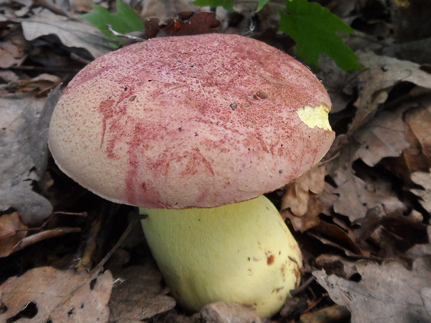 hríb kráľovský Butyriboletus regius (Krombh.) D. Arora & J.L. Frank