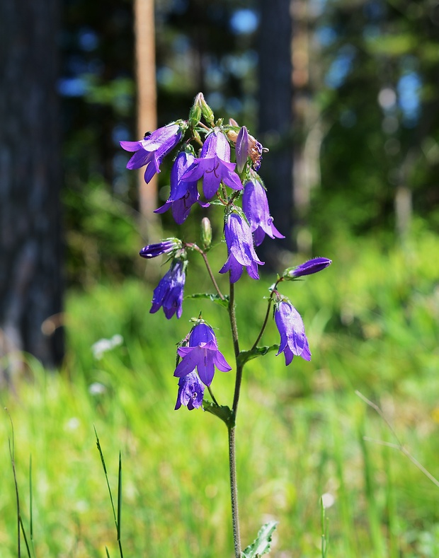 zvonček sibírsky Campanula sibirica L.