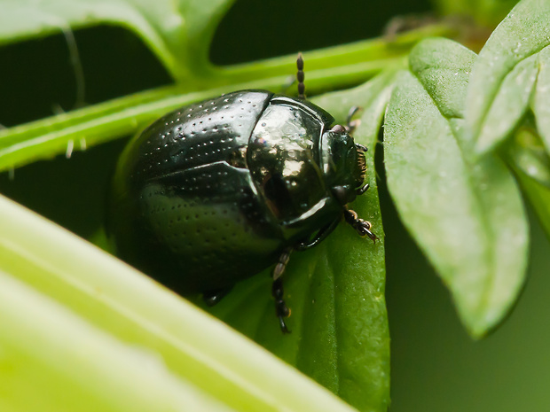 liskavka Chrysolina oricalcia