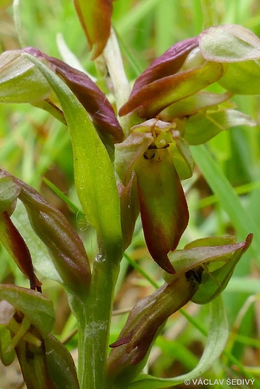 vstavačovec zelený Dactylorhiza viridis (L.) A.M. Bateman, A.M. Pridgeon &amp; M. Chase