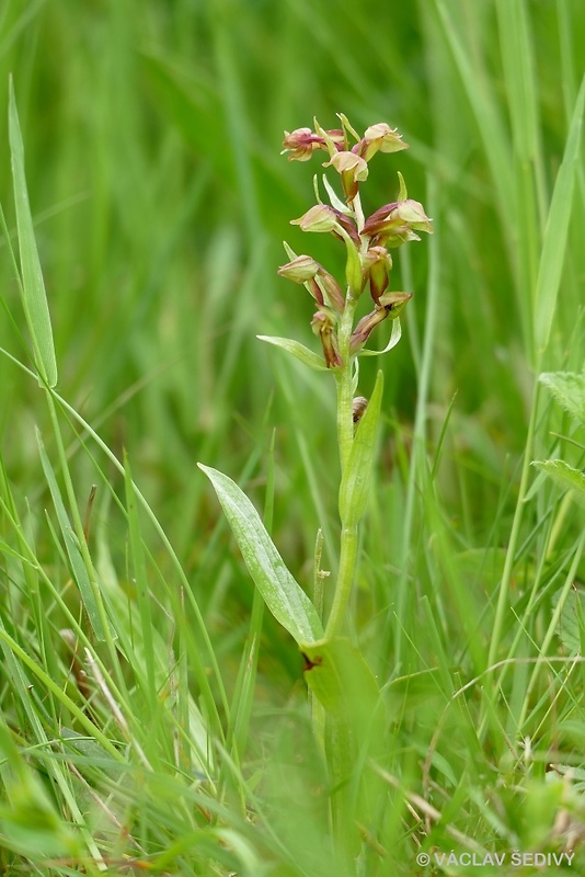 vstavačovec zelený Dactylorhiza viridis (L.) A.M. Bateman, A.M. Pridgeon &amp; M. Chase