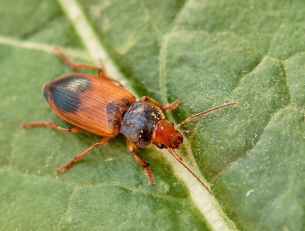 utekáčik Diachromus germanus