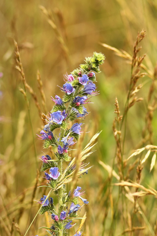 hadinec obyčajný Echium vulgare L.