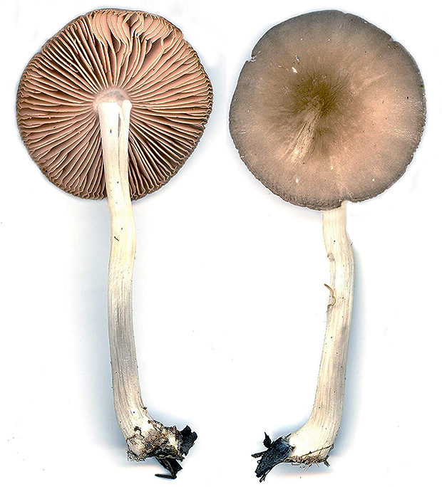 hodvábnica Entoloma sp.