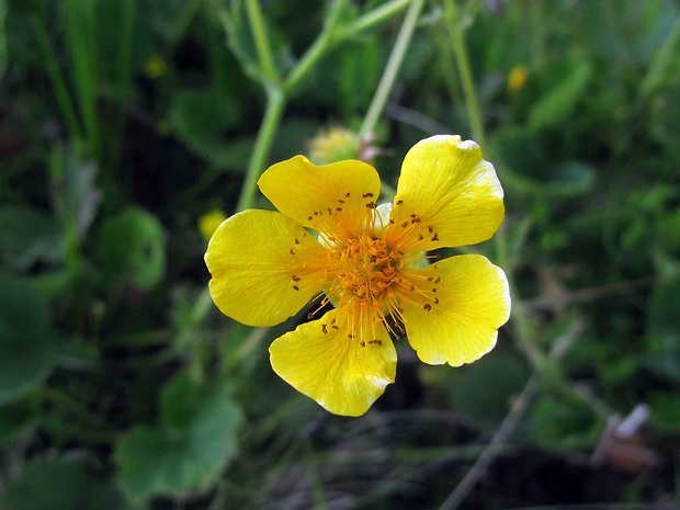 kuklík Geum rhodopaeum Sibth. & Sm.